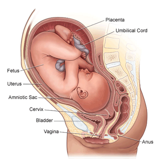 anatomy-prenatal