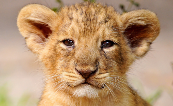 baby lion